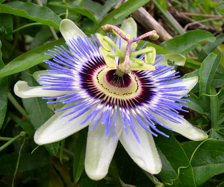 Blue Passion Flower - Passiflora caerulea